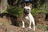 BOULEDOGUE FRANCAIS 540